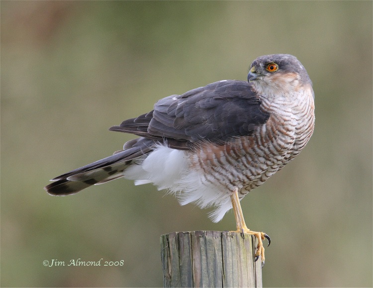 Sparrowhawk male Dawlish Warren 3 9 08 IMG_0402